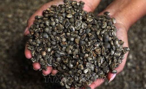 Nghị sĩ Mỹ trình dự luật miễn thuế nhập khẩu cho cà phê