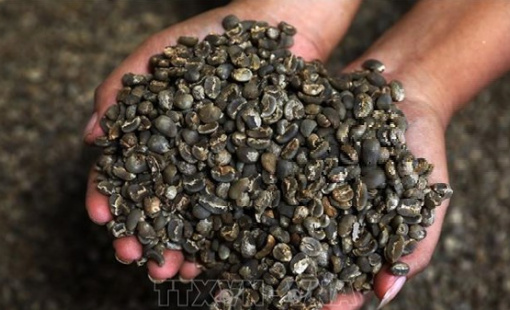 “Né” thị trường Mỹ, Lào sẽ tăng xuất khẩu cà phê sang Nga