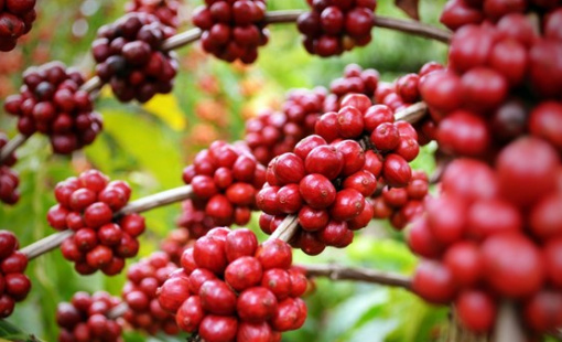 Giá ngô chạm mức cao nhất hơn 6 tuần, giá cà phê tiếp tục đà lao dốc