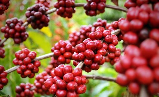Giá ngô chạm mức cao nhất hơn 6 tuần, giá cà phê tiếp tục đà lao dốc