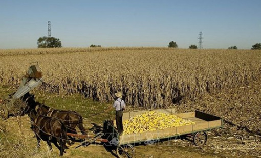 Trung Quốc mua gần 12 triệu tấn đậu tương của Mỹ