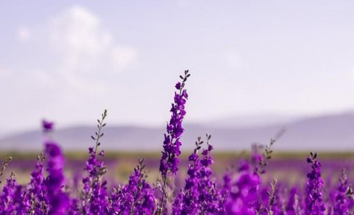 Một cổ phiếu chứng khoán "bốc đầu" kịch trần sau khi báo lãi năm 2025 gấp 860 lần