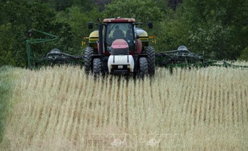 Giá lúa gạo giảm mạnh đẩy nhiều nông dân Mỹ vào cảnh khó khăn