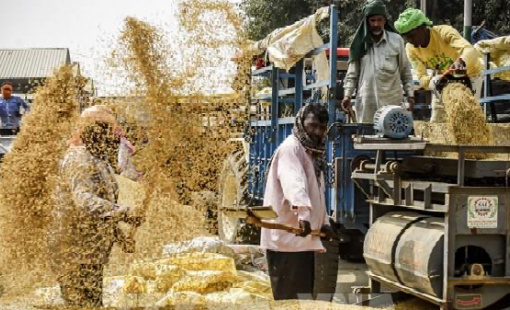 Giá gạo châu Á tăng, ngũ cốc Mỹ và cà phê diễn biến trái chiều