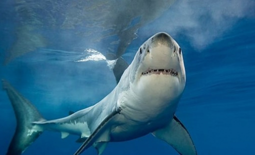 Một nhóm cổ phiếu kỳ vọng tạo “sóng” đầu năm 2026