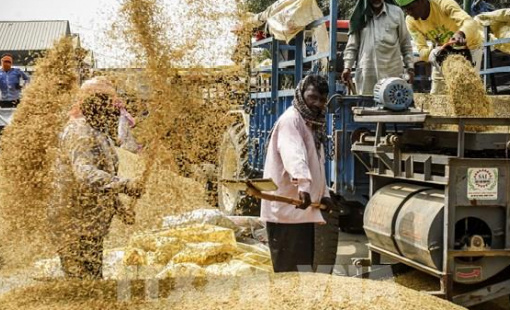 Ấn Độ vượt Trung Quốc trở thành nhà sản xuất gạo lớn nhất thế giới