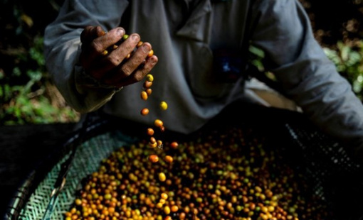 Thị trường nông sản tiếp tục chu kỳ giảm giá