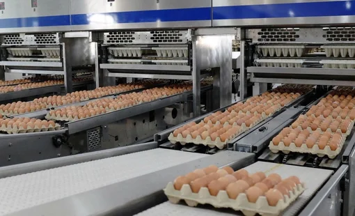 Nông nghiệp Hòa Phát xuất bán hơn 151.000 con heo, 87 triệu quả trứng gà trong quý III/2026