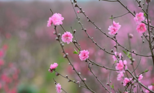 "Hái lộc" đầu xuân Bính Ngọ tại một số nhóm cổ phiếu dự báo hút mạnh dòng tiền