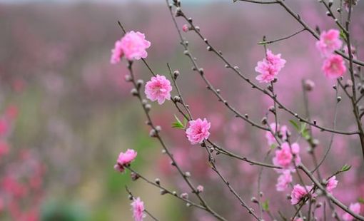 "Hái lộc" đầu xuân Bính Ngọ tại một số nhóm cổ phiếu dự báo hút mạnh dòng tiền