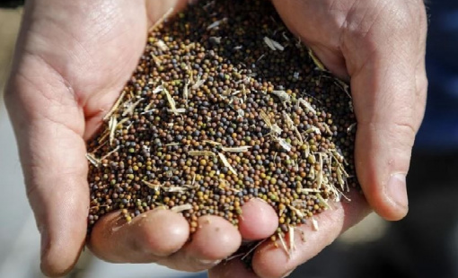 Trung Quốc áp thuế chống bán phá giá 5,9% đối với hạt cải dầu Canada