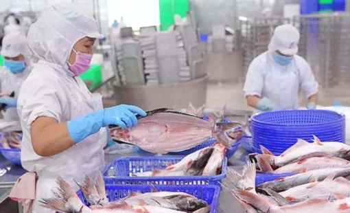 Vĩnh Hoàn báo lãi 245 tỷ đồng quý 4/2025, giảm 44% so với cùng kỳ, cổ phiếu kịch sàn