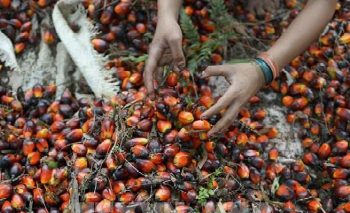 Giá dầu cọ tăng mạnh theo đà tăng của giá dầu