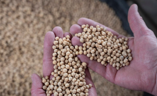 Nông dân Mỹ bán nông sản khi giá tăng cao nhờ xung đột Trung Đông