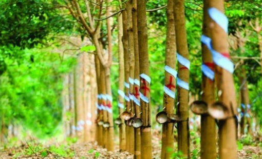 Một doanh nghiệp đặt mục tiêu lợi nhuận năm 2026 tăng hơn 150% so với năm trước nhờ khoản tiền đền bù từ công ty thành viên của THACO