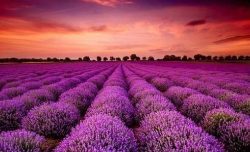 Bất ngờ một cổ phiếu ngược dòng “trần cứng” giữa lúc 300 mã nằm sàn