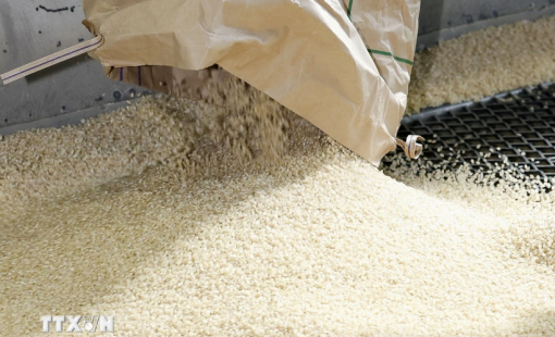 Chuyên gia dự báo giá gạo toàn cầu có thể tăng mạnh