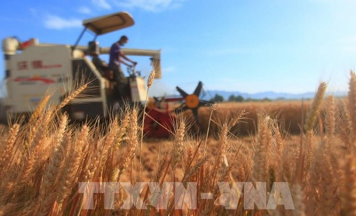 FAO cảnh báo rủi ro gia tăng đối với an ninh lương thực toàn cầu