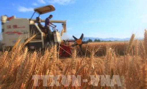 FAO cảnh báo rủi ro gia tăng đối với an ninh lương thực toàn cầu
