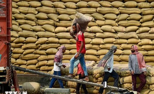 Giá gạo xuất khẩu ổn định do nhu cầu thấp và đồng rupee giảm