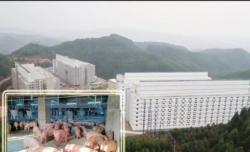 Hà Nội phản hồi đề xuất xây “chung cư” để nuôi lợn