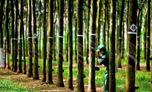 Cổ phiếu Cao su Tây Ninh (TRC) tăng trần, thanh khoản “bùng nổ” sau tin thưởng cổ phiếu