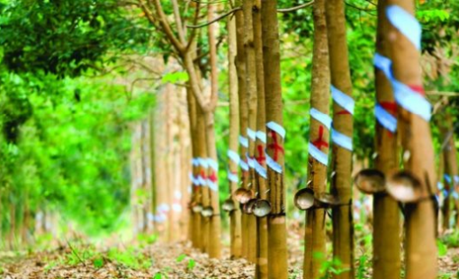 Cổ phiếu Cao su Phước Hòa (PHR) được kỳ vọng vượt đỉnh lịch sử, động lực đến từ đâu?