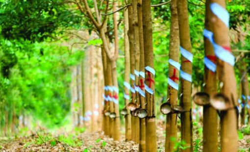 Cổ phiếu Cao su Phước Hòa (PHR) được kỳ vọng vượt đỉnh lịch sử, động lực đến từ đâu?