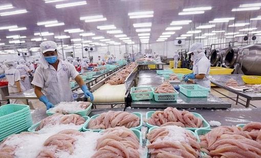 Doanh thu quý II giảm 74%, doanh nghiệp thủy sản vẫn báo lãi tăng hơn 200%, tiền chiếm 73% tài sản: Điều gì đã xảy ra?