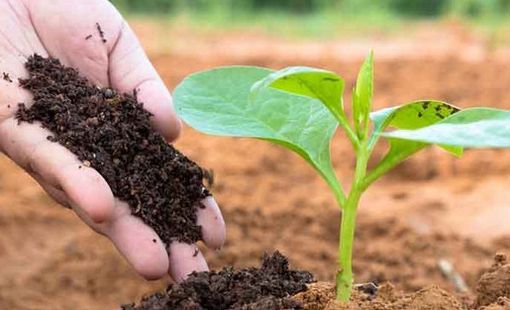 Cổ đông một doanh nghiệp phân bón sắp nhận về 3.500 đồng/cp