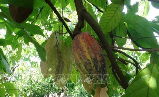 Vì sao sôcôla vẫn đắt dù giá ca cao giảm mạnh?