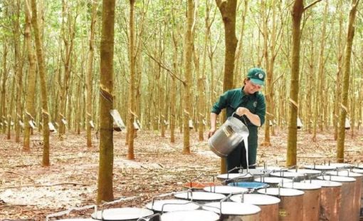 Một doanh nghiệp cao su chuẩn bị chốt ngày thưởng cổ phiếu tỷ lệ 300%