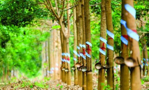 Cao su Phước Hòa (PHR) sắp chi 190 tỷ đồng trả cổ tức, thưởng cổ phiếu tỷ lệ 80%