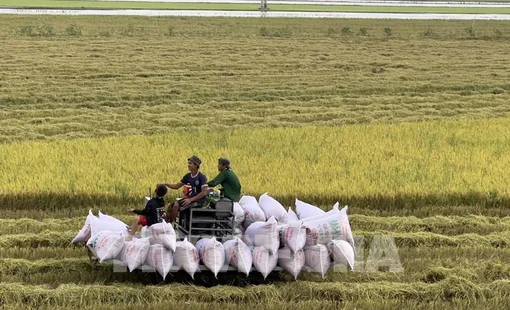 Giá gạo châu Á vẫn ở mức cao