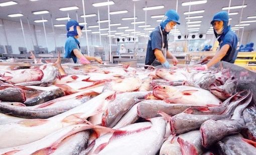 Mặt hàng tỷ đô của Việt Nam gặp ‘cơn bão kép’ tại Mỹ: Xuất khẩu tháng 8 giảm gần 55%, nguy cơ chịu ‘thuế chồng thuế’