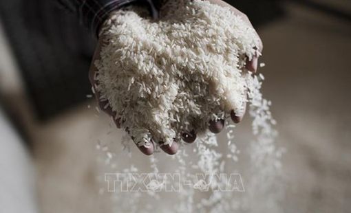 Sản lượng gạo Ấn Độ có thể giảm mạnh nhất trong gần 20 năm