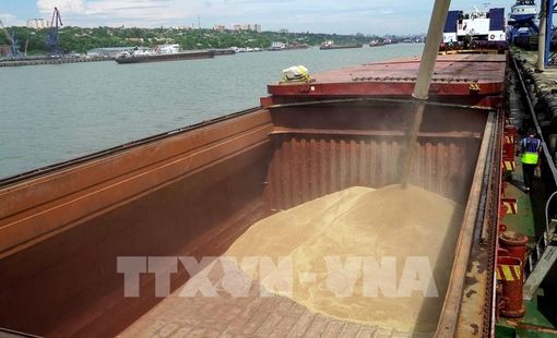 Nga miễn thuế xuất khẩu ngũ cốc đến cuối năm 2026
