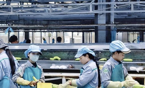Thaco Agri đã bền bỉ ‘bơm tiền’ cho HAGL Agrico như thế nào?