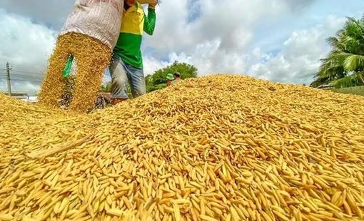 Giá gạo trắng 5% tấm của Thái Lan cao nhất trong 2 tháng