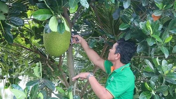 Đầu tư vào khâu chế biến để tăng chất lượng cho trái cây Đồng bằng sông Cửu Long