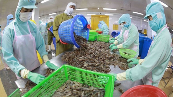 Tôm Việt bền bỉ giữ thị trường trong một năm đầy khó khăn, biến động