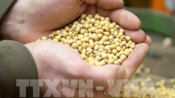 Giá đậu tương khép lại một năm tăng mạnh
