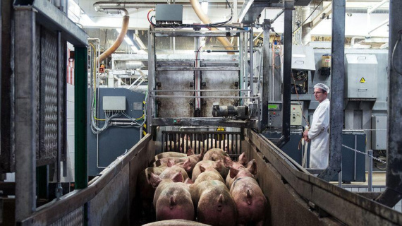 Hàn Quốc gỡ bỏ hạn chế thương mại với thịt lợn và gia cầm của EU