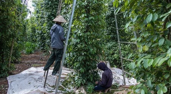 2 yếu tố giúp giá hồ tiêu phục hồi trong năm 2023