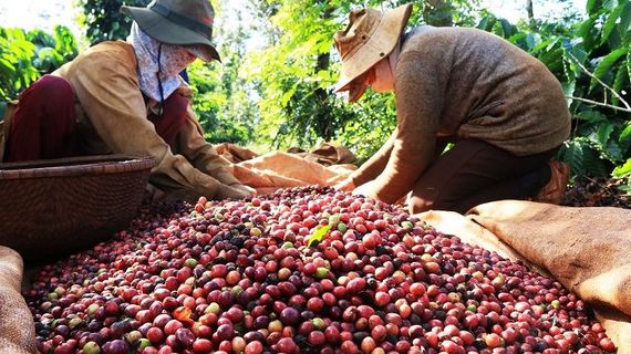 Giá liên tục tăng vào neo ở mức cao, người dân trồng cà phê trúng đậm