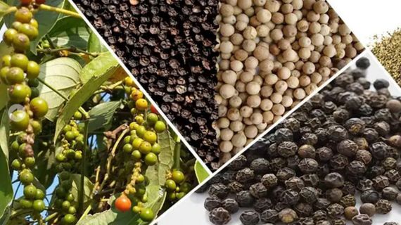 Vượt qua Mỹ, Trung Quốc là khách mua hồ tiêu lớn nhất của Việt Nam