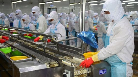 Xuất khẩu giảm, thị trường chưa có tín hiệu tích cực, mục tiêu ngành tôm đang bị đe dọa