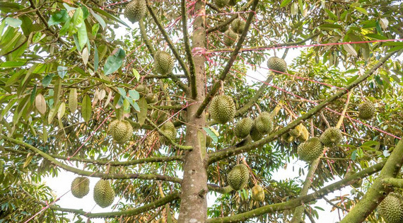 Nông sản phổ biến của Việt Nam trở thành mặt hàng 