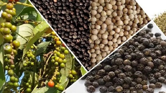 Thêm vụ nghi lừa đảo khi xuất khẩu hồ tiêu và nhân điều sang thị trường Dubai-UAE