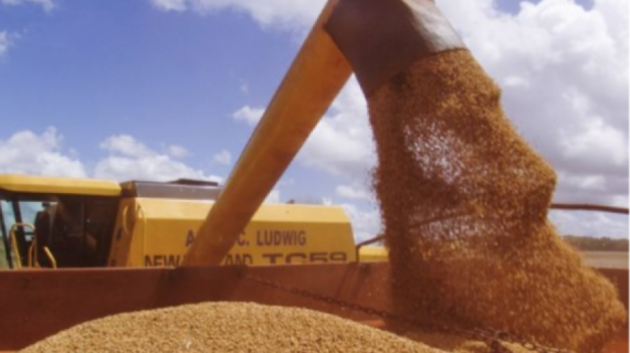 Một loại hạt Việt Nam mạnh tay thu mua: Nhập khẩu tăng 400% trong nửa đầu năm, nước ta nhập khẩu top đầu thế giới